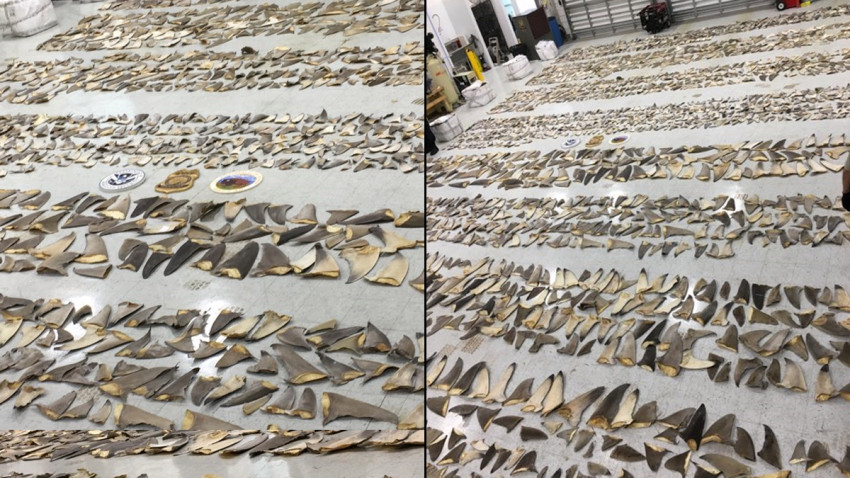 Encuentran más de 1.400 libras de aletas de tiburón en Miami