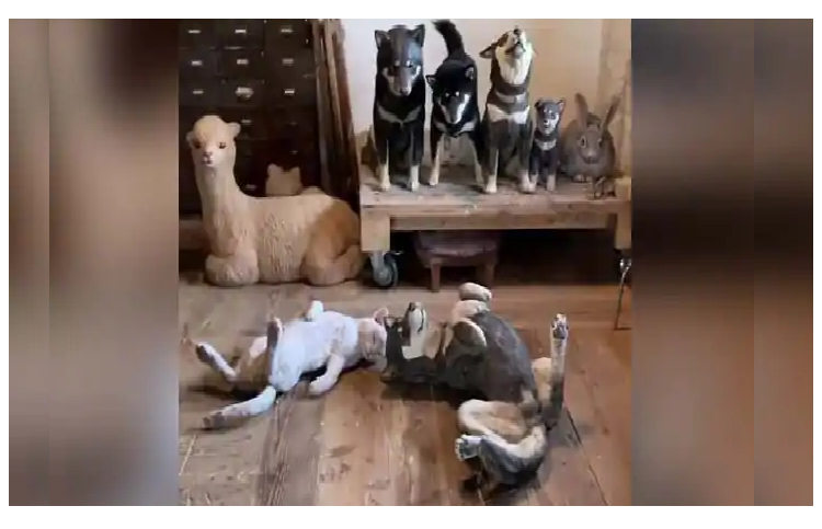 Encuentra al verdadero perro en la imagen: El perro que se hizo viral al parecer una estatua (Video)