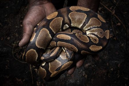 Hombre es condenado por traficar serpientes y tortugas a Florida