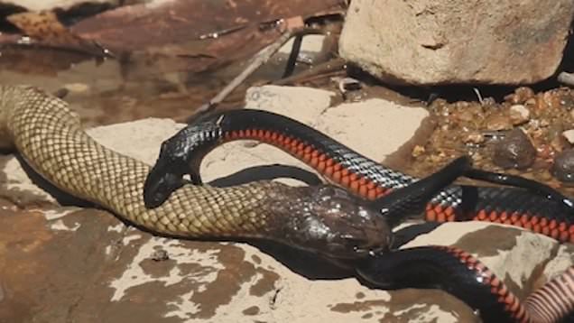 ¡Impresionante! Dos serpientes venenosas en batalla mortal captadas en video
