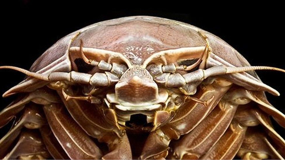 Descubren “cucaracha gigante” en las profundidades del mar (+FOTO)