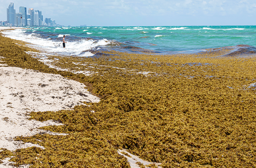 Sargazo, la putrefacta masa de algas que se aproxima a las costas de Florida