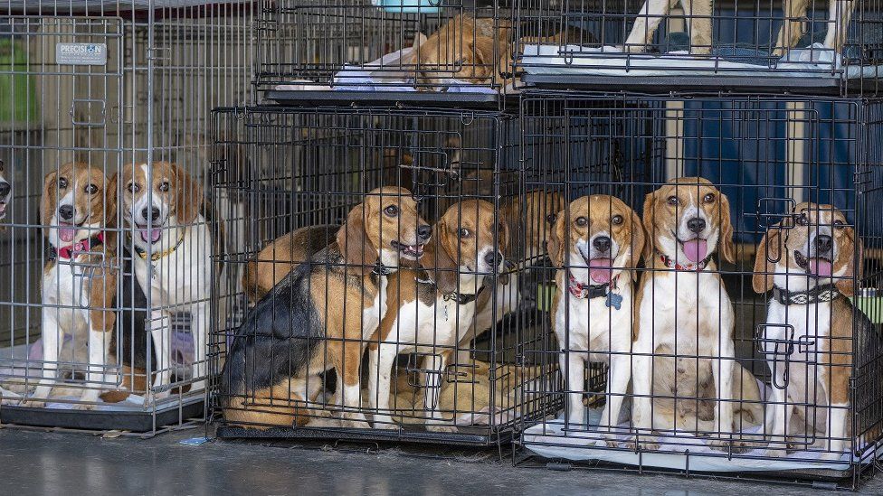 EE.UU: Rescatan a 4.000 perros de ser usados como experimentos en un laboratorio