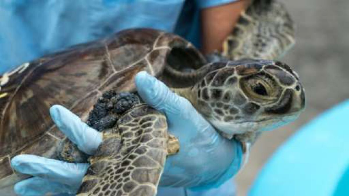 SeaWorld liberó 16 tortugas marinas de Kemp’s tras cumplir con un periodo de rehabilitación
