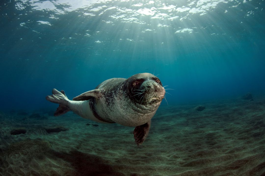 Una foca ayudó a atrapar a dos narcotraficantes en Australia
