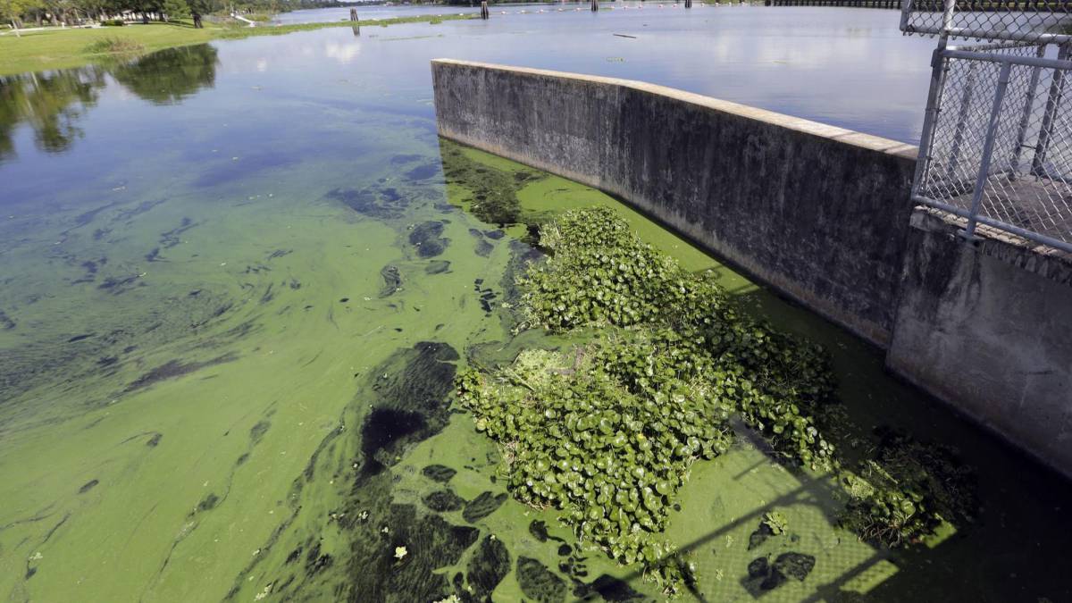 Residentes de Plantation preocupados por las algas verdes-azules en las vías fluviales
