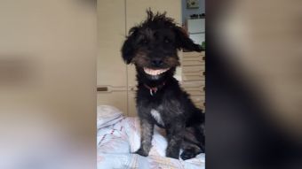 Perro roba dentadura postiza y su apariencia provoca hilarante escena viral (VIDEO)