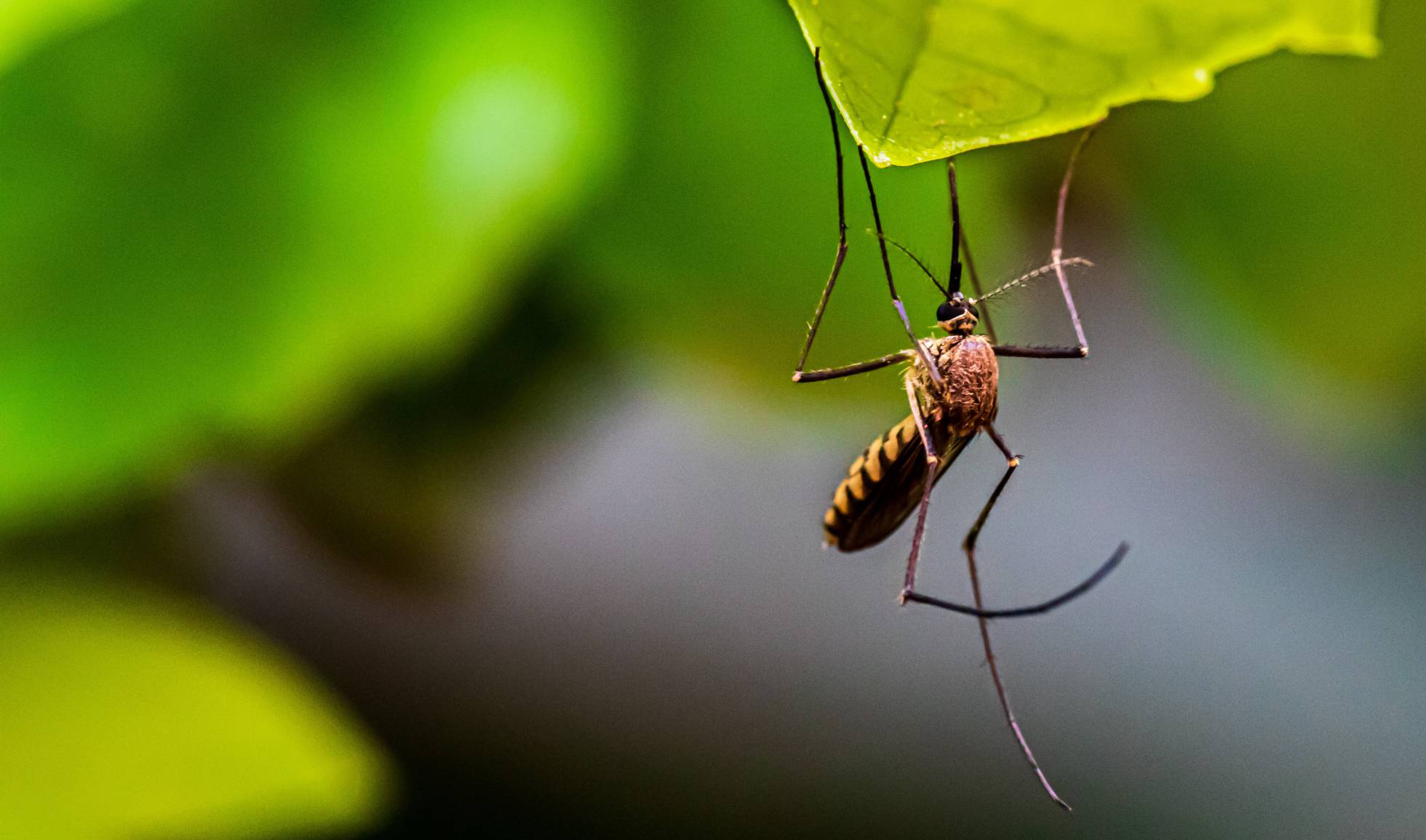 Estudio explica por qué los mosquitos nos escogieron como víctimas