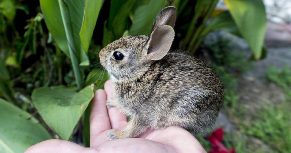 Vecindario de Florida invadido por conejos salvajes