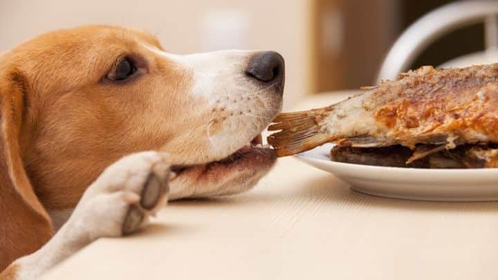 Alimentos que sus mascotas sí pueden comer en el Día de Acción de Gracias
