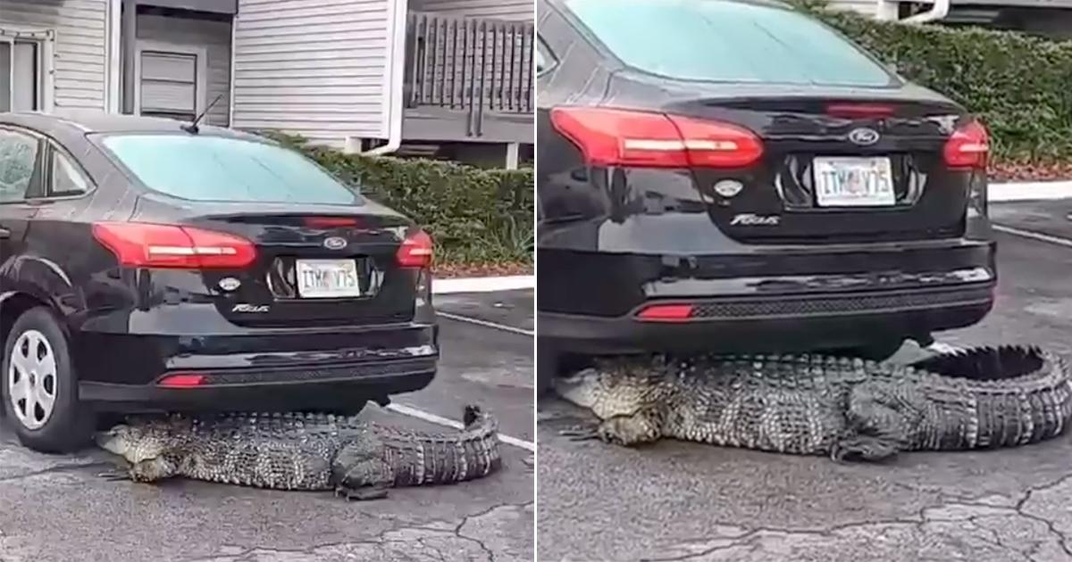 ¡Qué peligro! Este es el enorme caimán encontrado debajo de un automóvil en Tampa
