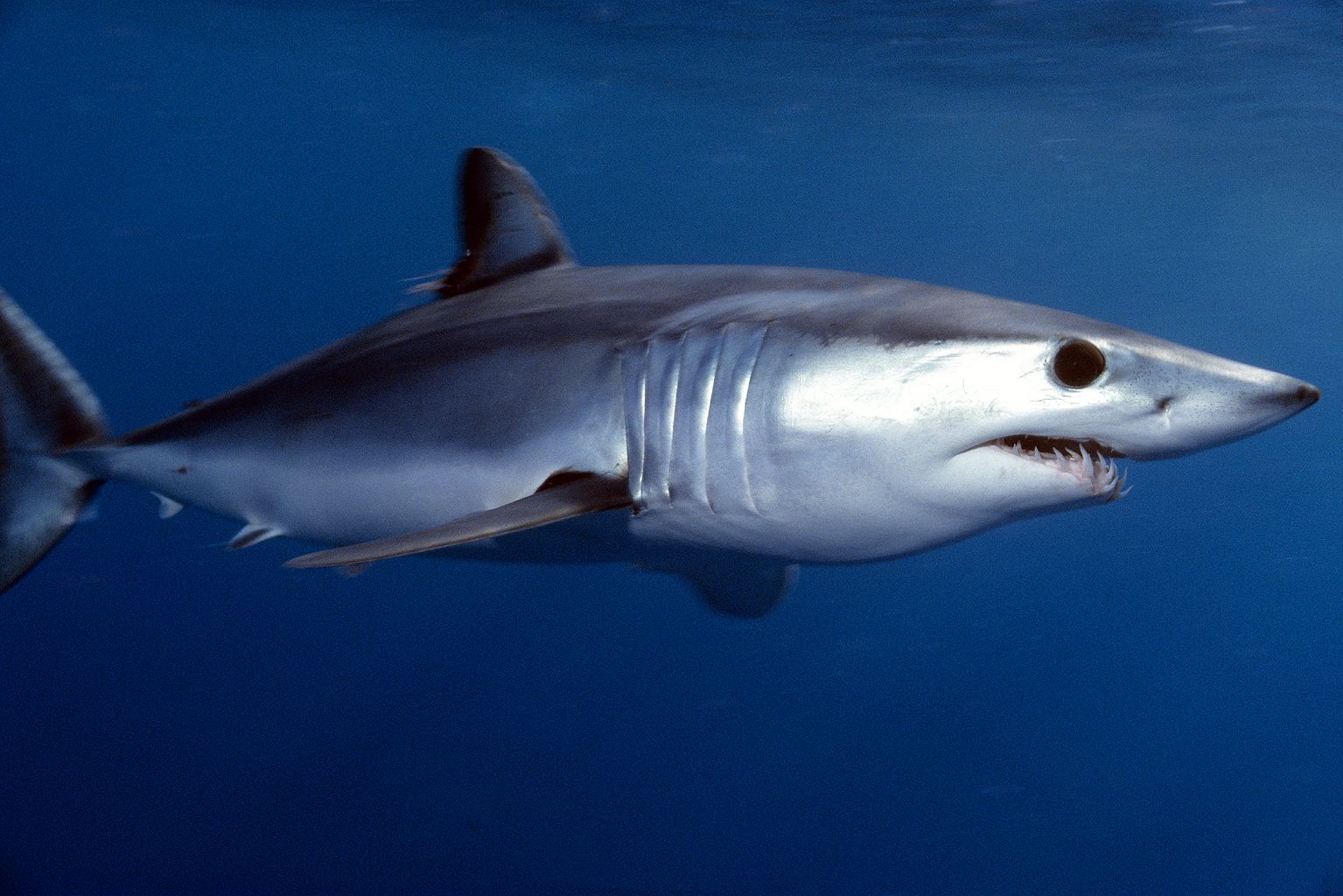 ¡Impresionante! Pescaron enorme cabeza de tiburón mutilada por otro depredador desconocido