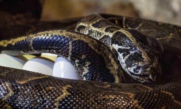 Localizan el cuerpo de una mujer en el estómago de una serpiente