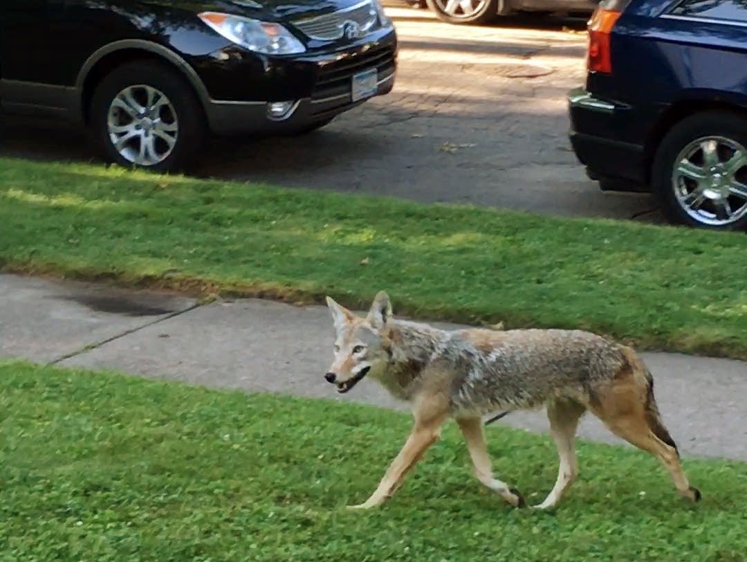 La policía alerta sobre la presencia de coyotes en Miami-Dade
