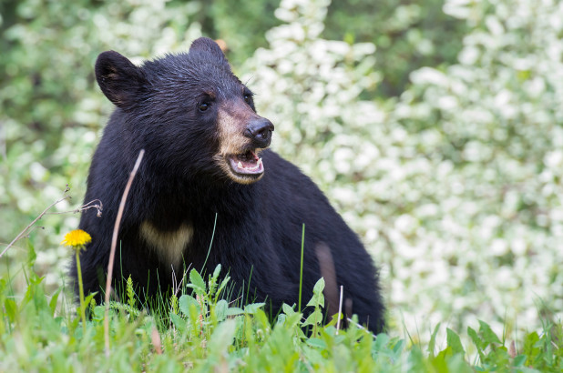 Aumenta la actividad de osos negros en Florida que se preparan para el invierno