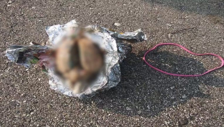 Hombre encuentra un cerebro envuelto en papel aluminio en una playa de Wisconsin