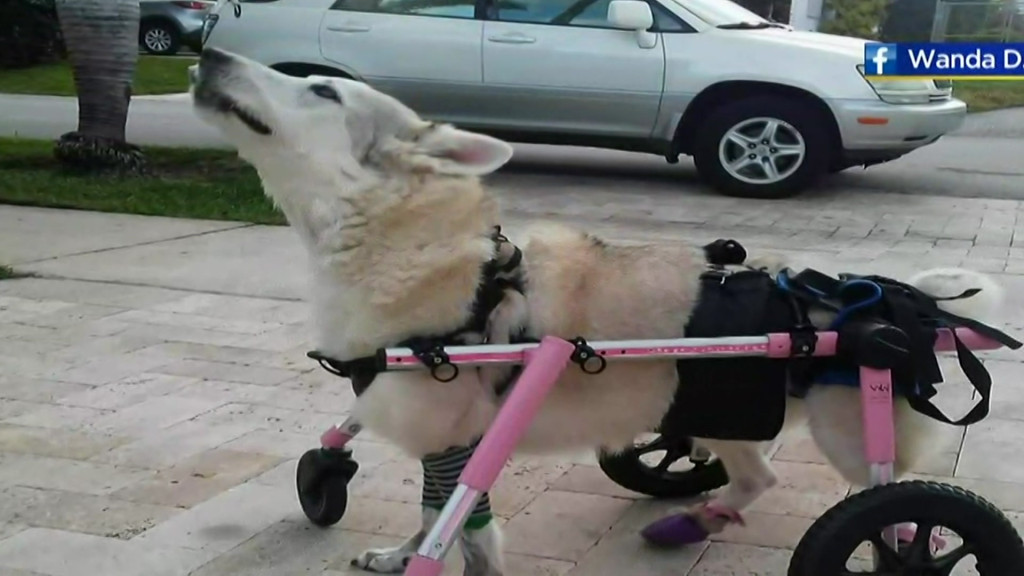 Ofrecen recompensa de $ 2000 para recuperar perra discapacitada