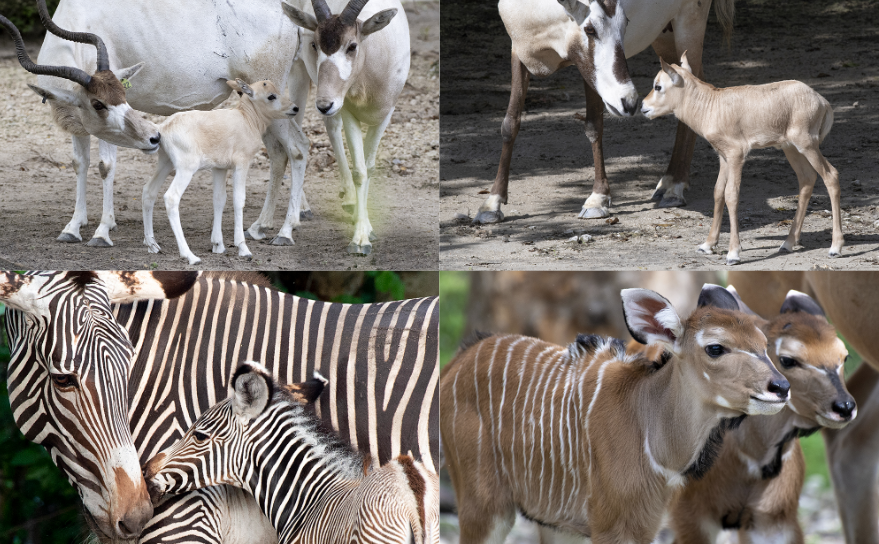El zoológico de Miami celebra el nacimiento de seis crías nuevas en 7 días