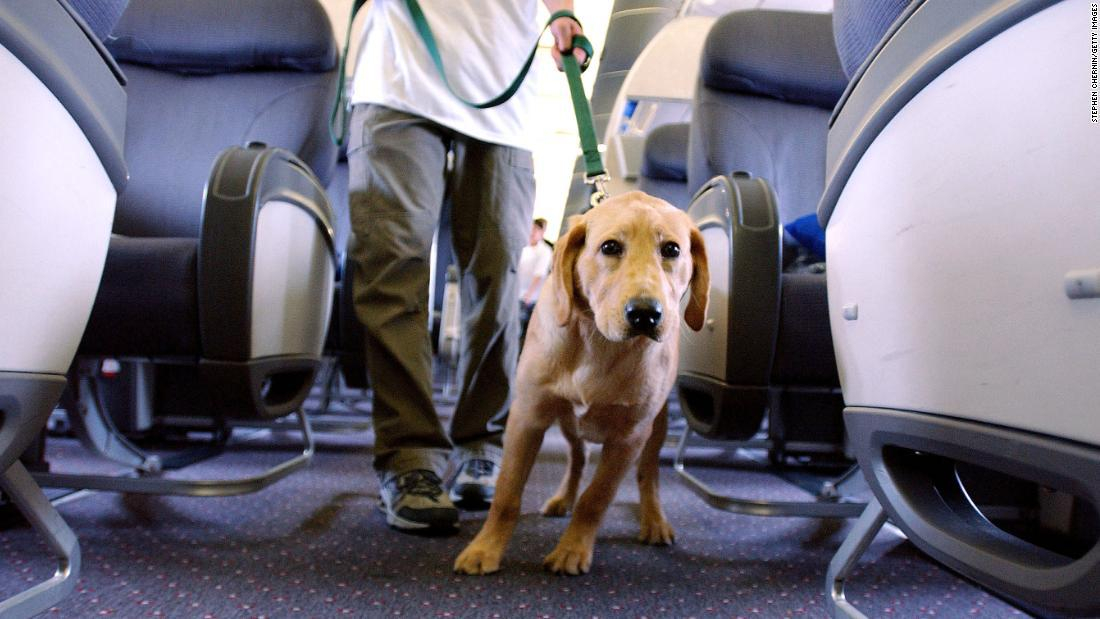 A partir de 2021 EE.UU. endurecerá las leyes para viajar con animales de apoyo emocional