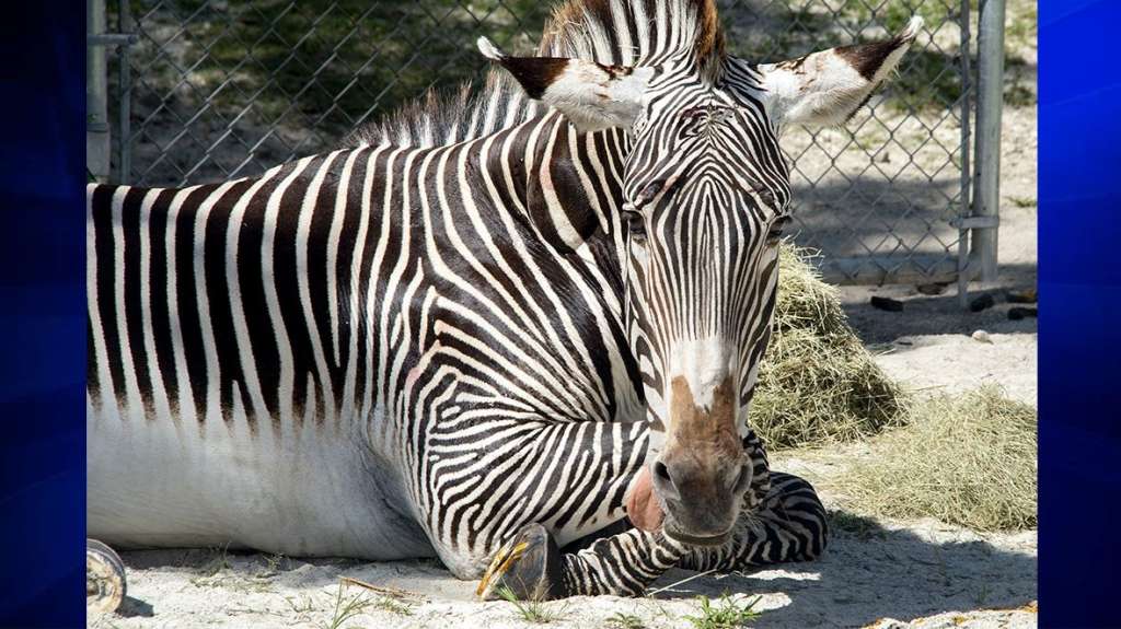 Cebra en peligro de extinción del Zoológico de Miami recibe manicura y pedicura