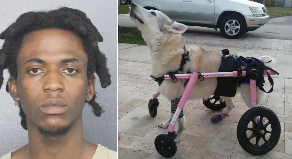 Arrestaron al que robó el carro y provocó muerte de perra discapacitada