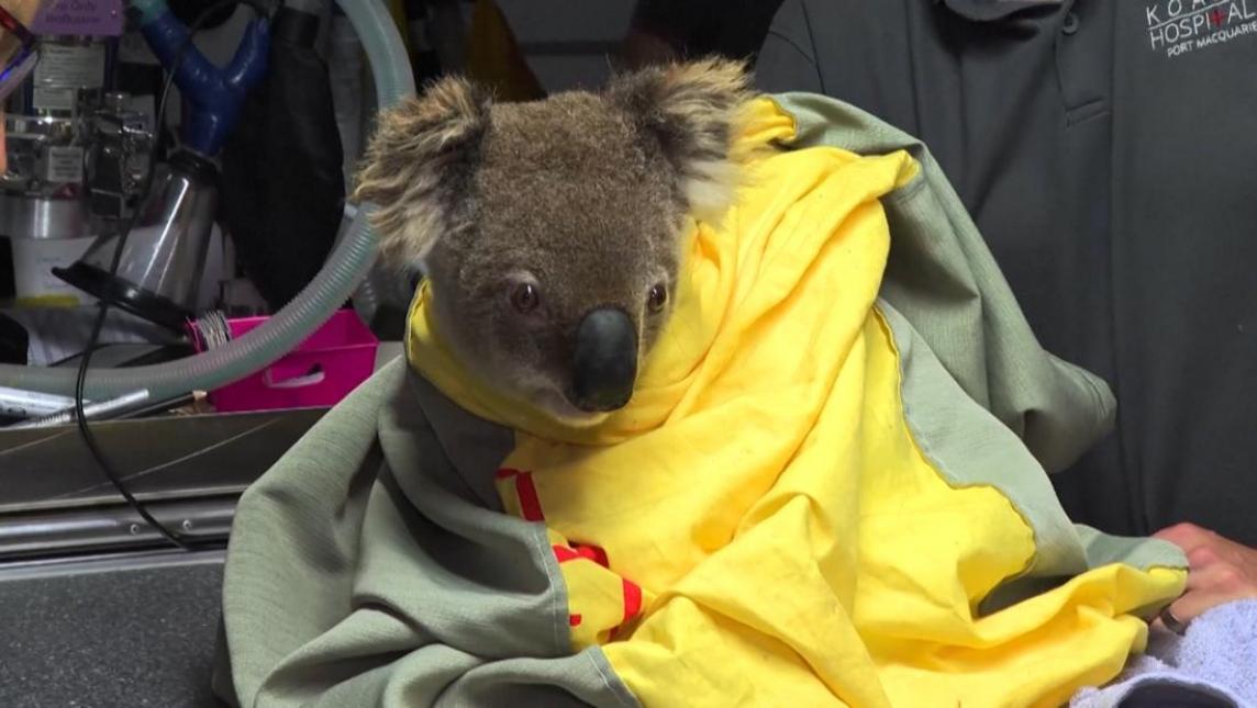 Koalas rescatados de incendios vuelven a la vida silvestre en Australia