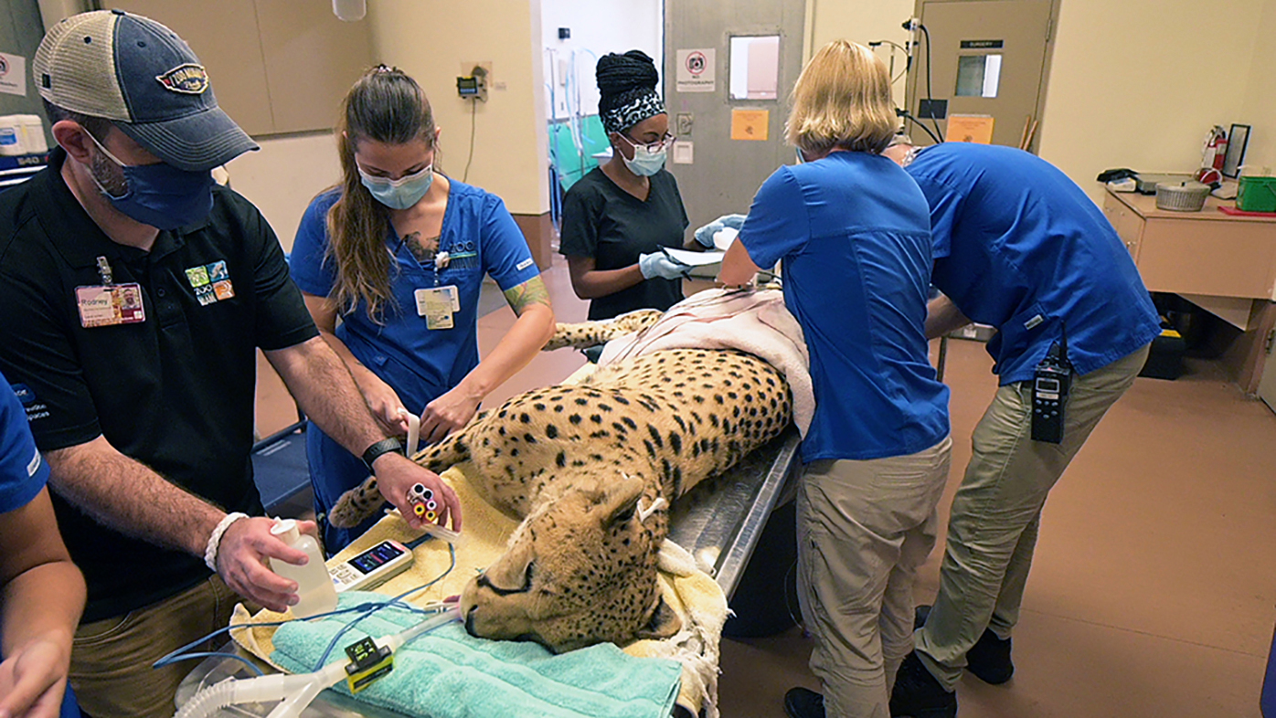 Koda el guepardo fue sometido a chequeo médico en el zoológico de Miami