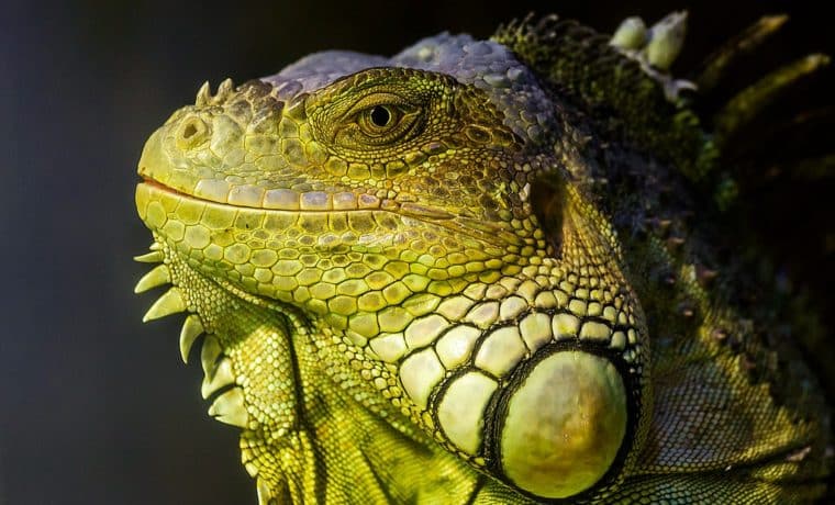 Ciudad en Palm Beach se quedó a oscuras por culpa de una… ¿iguana?