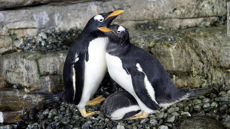 Pareja de pingüinos del mismo sexo se convirtió en “madres” al incubar un huevo adoptado