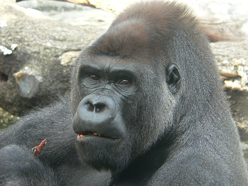 Gorila recibe con grosero gesto a los visitantes de un zoológico