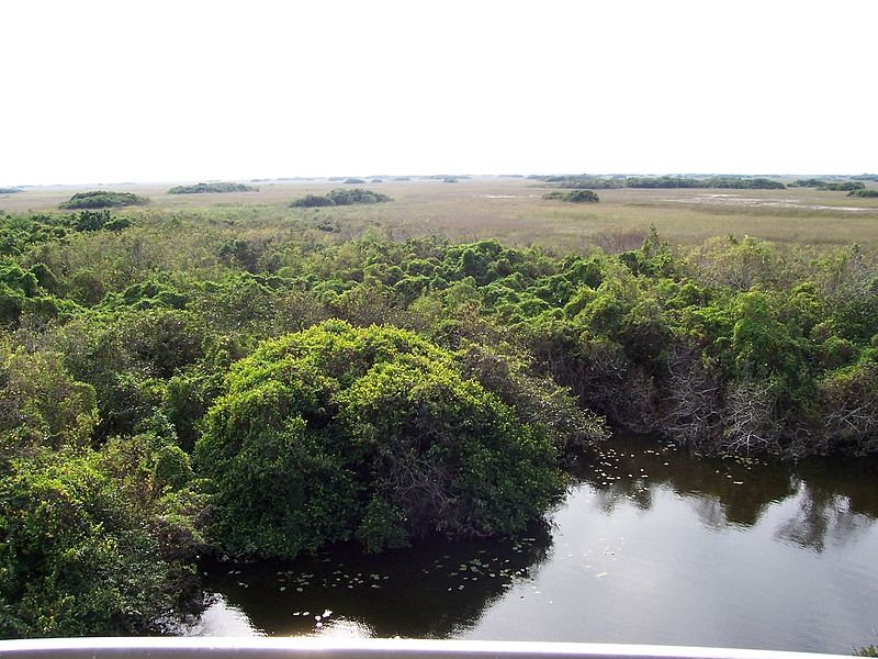Descubre los Everglades, el parque natural subtropical más grande de EEUU