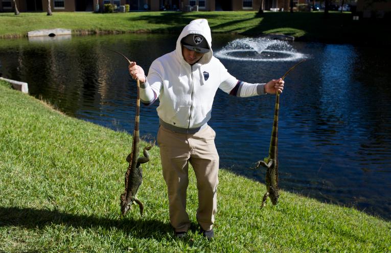 Florida autoriza la exterminación de iguanas verdes y no es necesario tener licencia