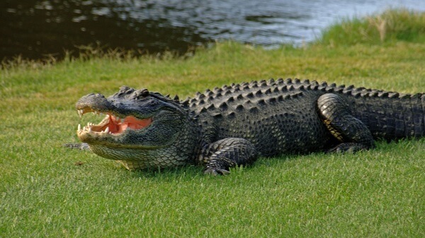 Reapareció caimán gigante en el Buffalo Creek Golf Course