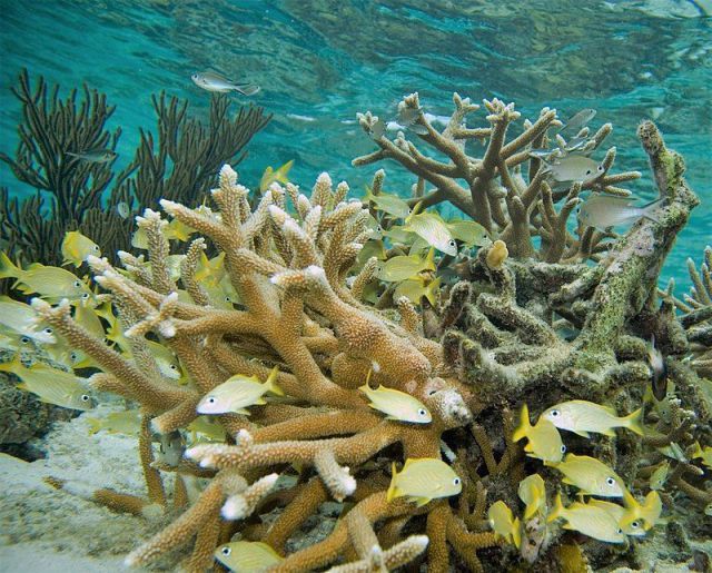 Ambientalistas recuperan arrecifes coralinos destrozados por huracán Irma
