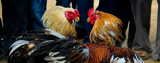 Denuncian centro ilegal de peleas de gallos en Homestead