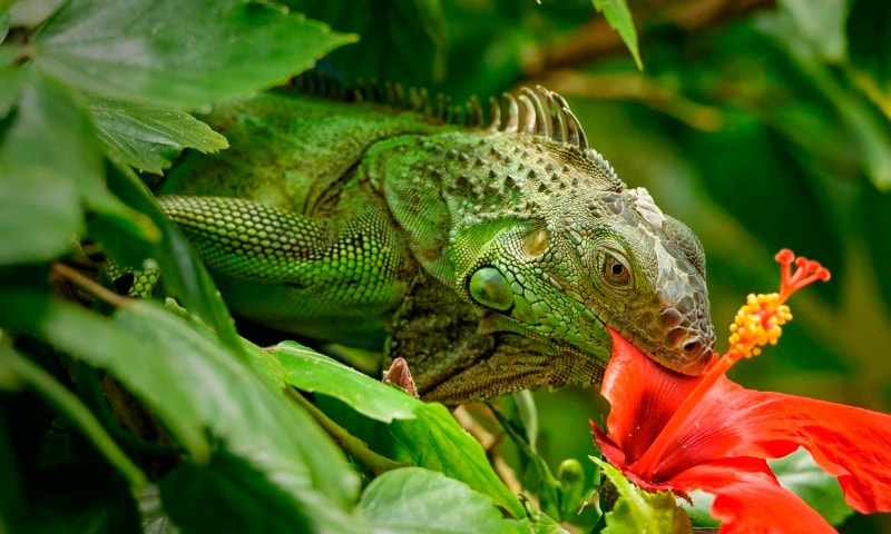 La otra especie invasora que infesta a la Florida: Las iguanas verdes