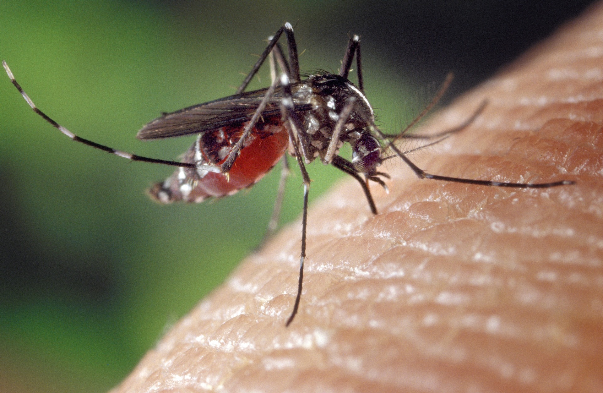 Detectan un nuevo virus trasmitido por mosquitos en adolescente de Florida