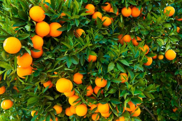 Producción de naranjas en Florida sólo alcanzará 45 millones de cajas