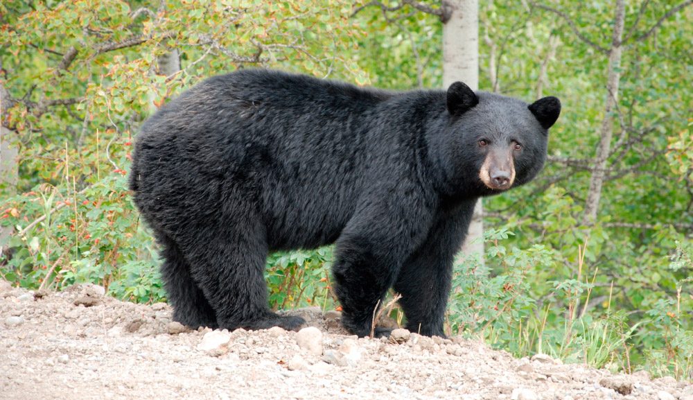Capturado oso negro que transitaba por la ciudad de  Fort Myers