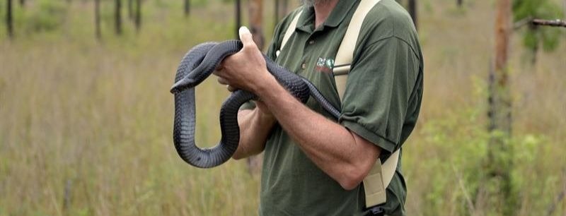 Liberan serpientes índigo para repoblar la Florida