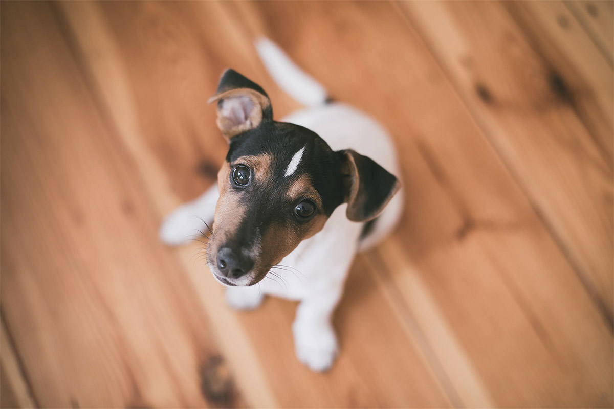 Programa Dog In Residence brinda una segunda oportunidad a los perros de Orlando