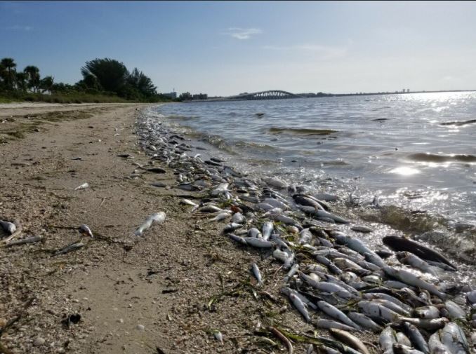 Peces muertos afloran en populares playas de Miami