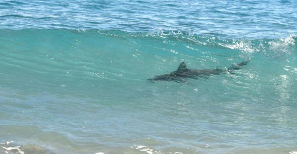 Tiburón merodea entre los bañistas en playa de Miami Beach