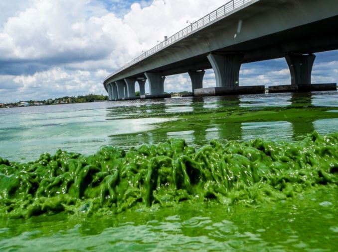 ¿Cómo está afectando a los negocios de Florida la crisis con las algas tóxicas?