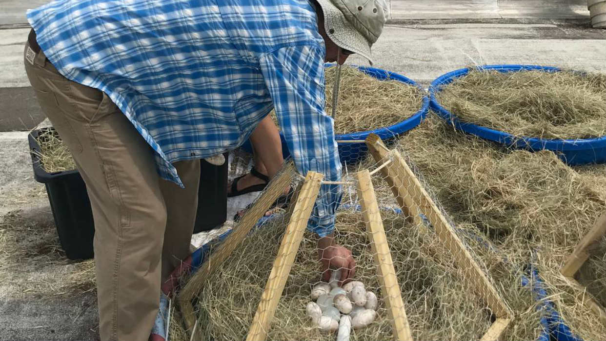 Investigador de Florida estudia si huevos de caimán reaccionan igual a los de tortuga con el cambio climático