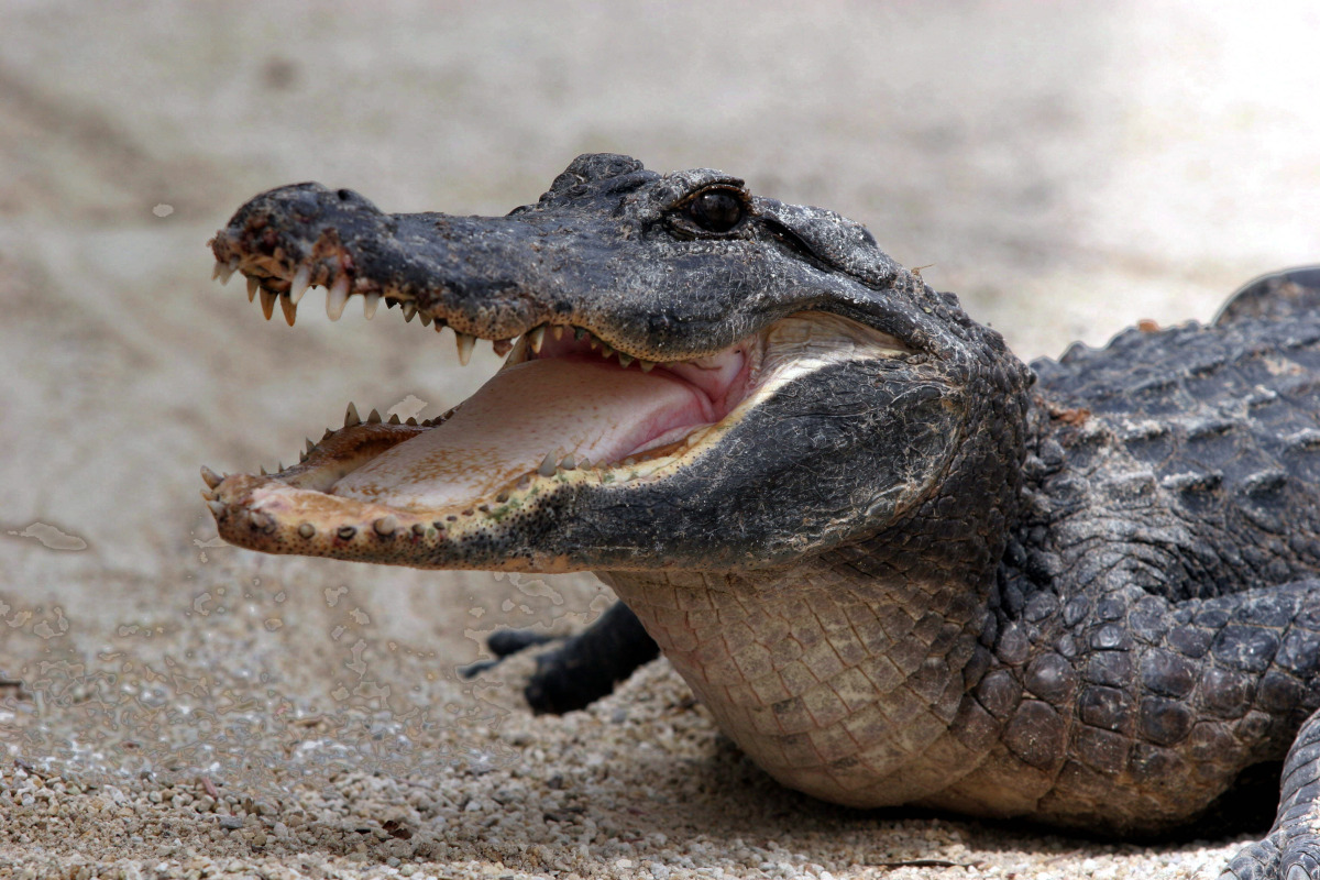 Dos cocodrilos muertos en los últimos días: Mira por qué los mataron