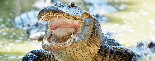 Reanudan permisos para cazar cocodrilos en Florida
