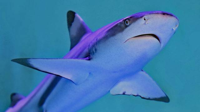 Cae conteo de tiburones en aguas del sur de la Florida