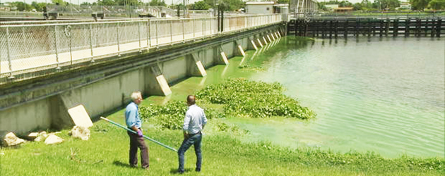 Algas tóxicas del lago Okeechobee pueden causar serios daños a la salud