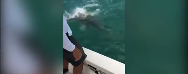 Mero gigante se traga a un tiburón entero en una playa de Florida